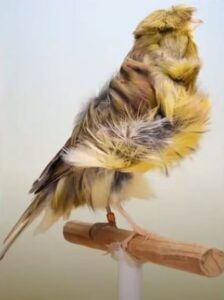 Padovan 2 Καρτέλες κατηγορίας E1 - E2